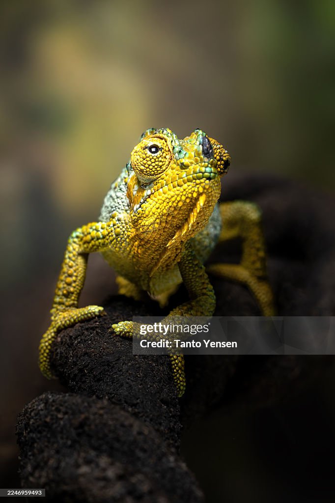 Helmeted chameleon