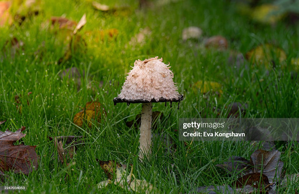 This is a very special mushroom, it has black drops that looks like ink on it as it gets to be older or picked - and it will dissolve itself. It is edible when young.