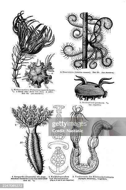 echinoderm - nautilus shell stock illustrations