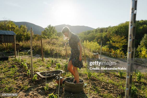 making the wine by feet - grape stomping stock pictures, royalty-free photos & images