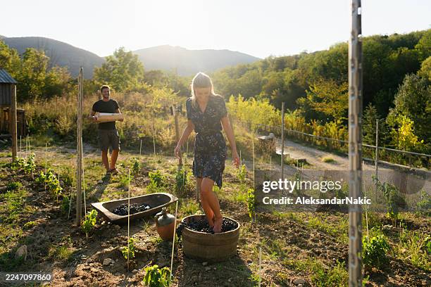 making the wine by feet - grape stomping stock pictures, royalty-free photos & images