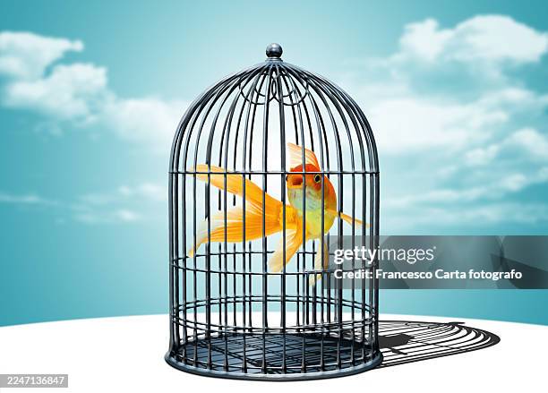 gold fish in cage - ohne zusammenhang stock-fotos und bilder