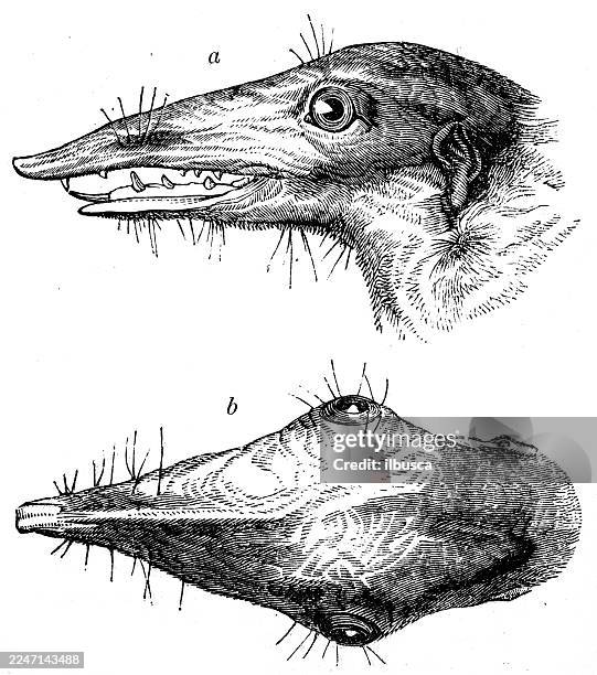 tupaia tana - teuraiterai tupaia stock illustrations