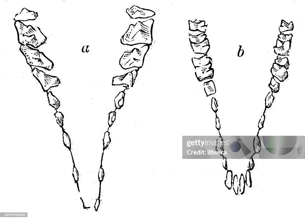 Teeth of Banxring