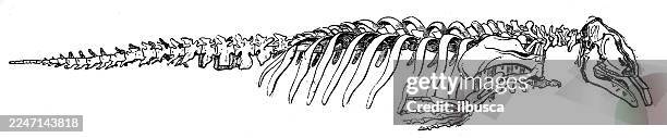 skeleton of manatee - manatee stock illustrations