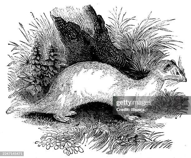 ferret - ferret stock illustrations