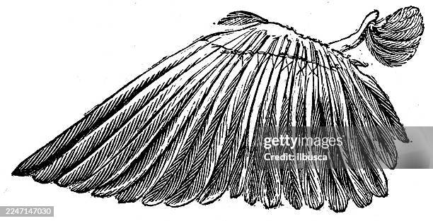 wing of sparrow - zoology stock illustrations