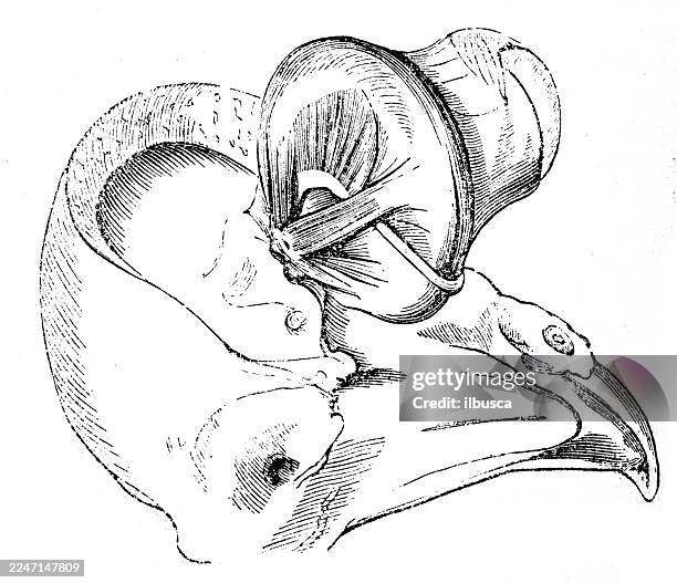 eye of owl - owl drawing stock illustrations