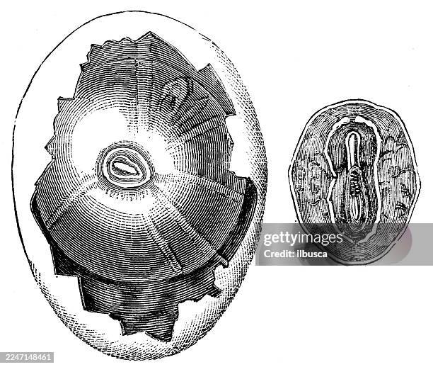 egg and chick at 16 hours - chicken hatching stock illustrations