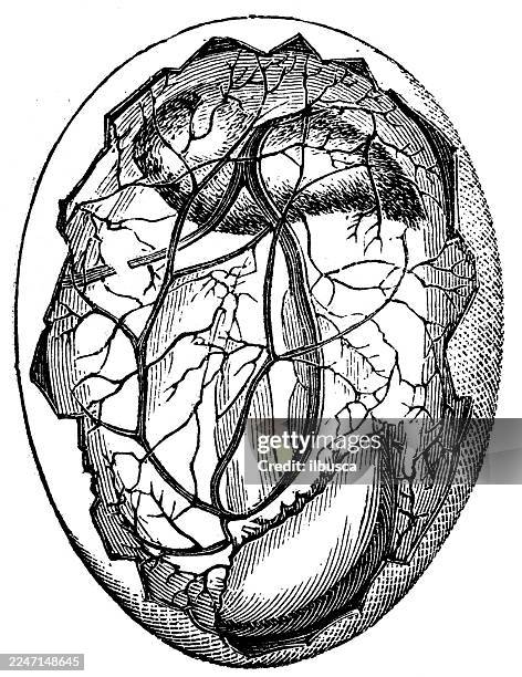 egg and chick on fourteenth day - chicken hatching stock illustrations