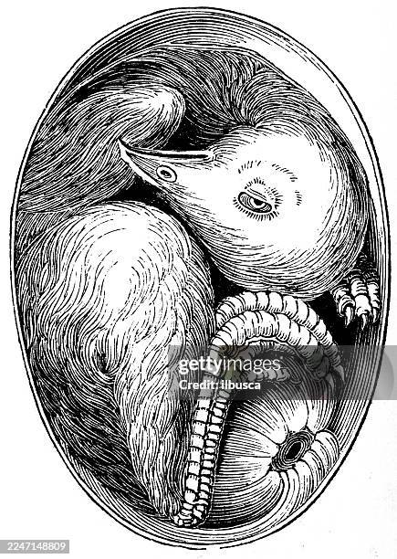 egg and chick on twentieth day - chicken hatching stock illustrations