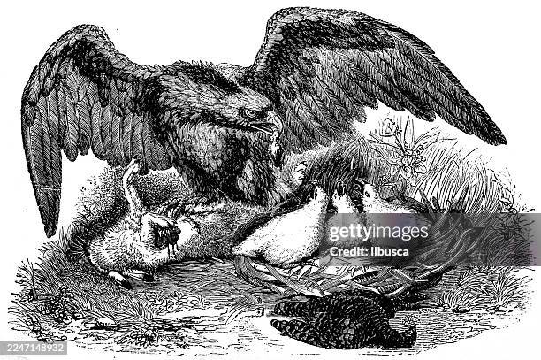 golden eagle feeding chicks - eagle nest stock illustrations