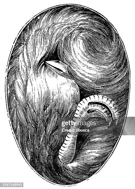 egg and chick before hatching - chicken hatching stock illustrations