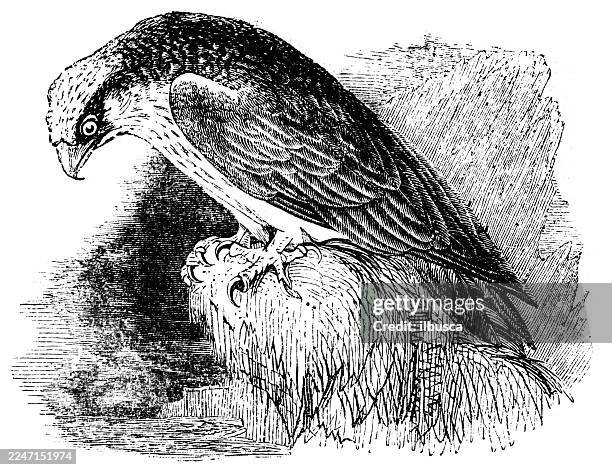osprey - osprey stock illustrations