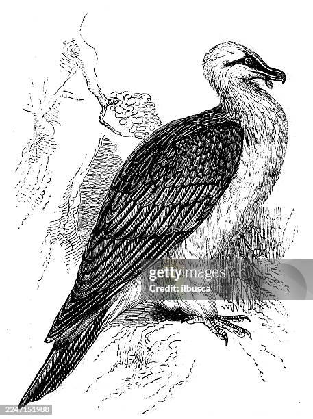 lammergeyer, bearded vulture - turkey buzzard stock illustrations