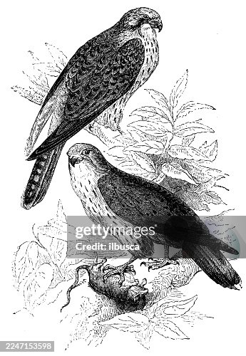 Kestrels Kestrels