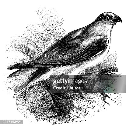 Black Winged Sparrow hawk Black Winged Sparrow hawk