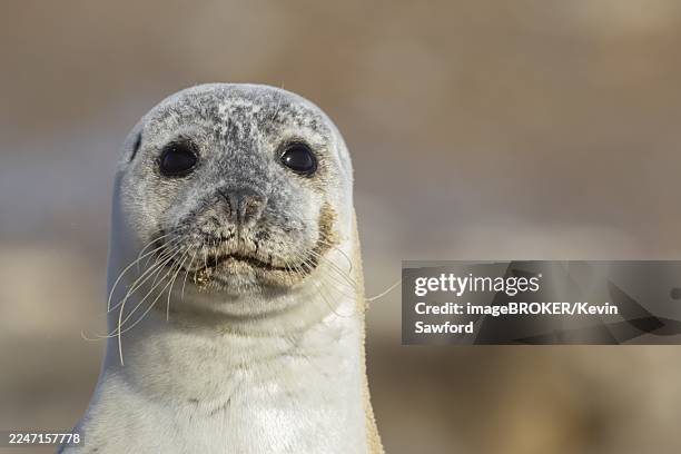 common seal (phoca vitulina) adult animal head portrait, england, united kingdom - harbour seal stock pictures, royalty-free photos & images