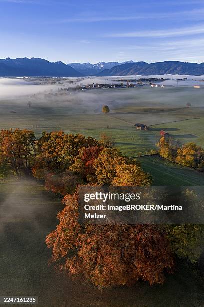 trees, oaks, beech trees, sunny, morning light, autumn color, fog, aerial view, riegsee, view of zugspitze, alpine foothills, upper bavaria, bavaria, germany - riegsee stock-fotos und bilder