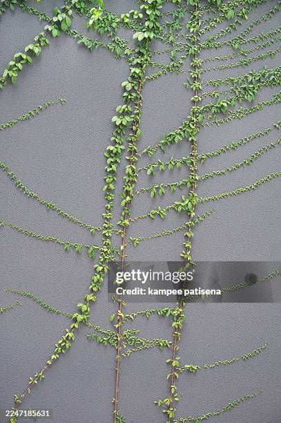 lush green ivy growing on a grey wall. - crawling vines stock pictures, royalty-free photos & images