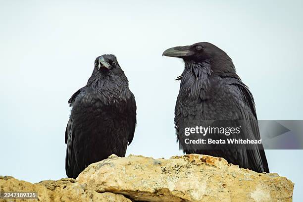 two common ravens perched on rocky ledge - zwei tiere stock-fotos und bilder