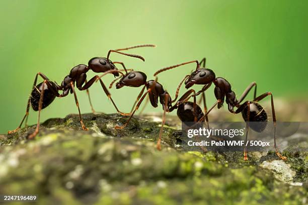 close-up of a group of ants interacting on a textured rock surface with a green background - ant close up stock pictures, royalty-free photos & images