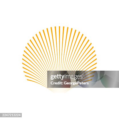 Striped Scallop Seashell Striped Scallop Seashell