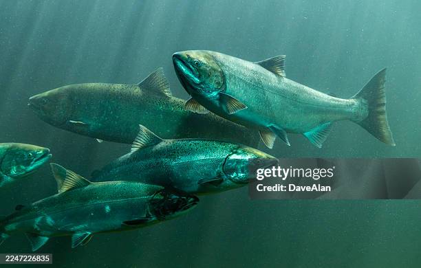 underwater live chinook salmon swimming columbia river. - zalm stockfoto's en -beelden