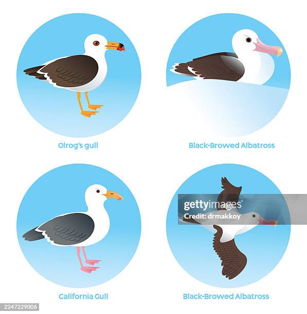 seabirds: olrog's gull, california gull, black-browed albatross - albatross stock illustrations