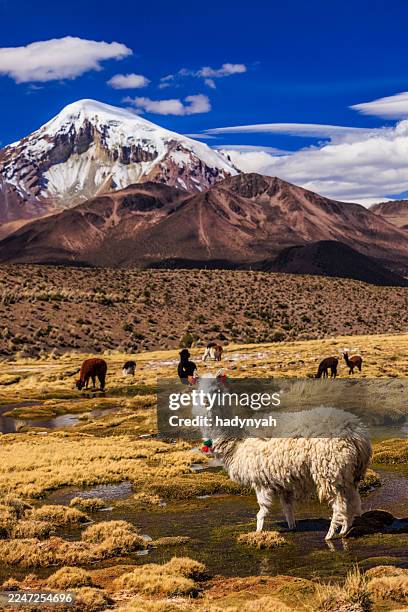 llama against volcano nevado sajama on bolivian altiplano - sydamerika bildbanksfoton och bilder