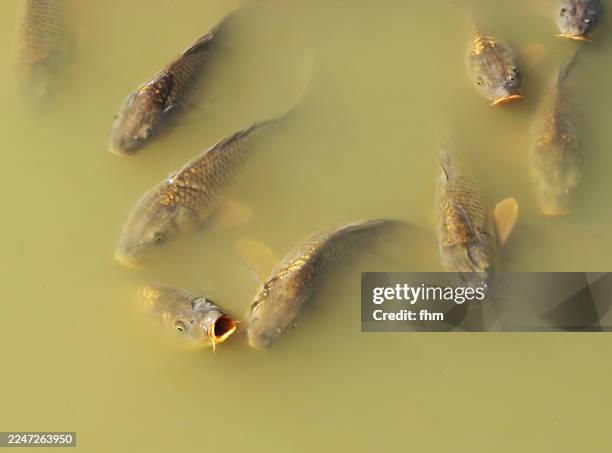 fish in a lake with algae-filled green water gasp for air - fließendes wasser stock-fotos und bilder