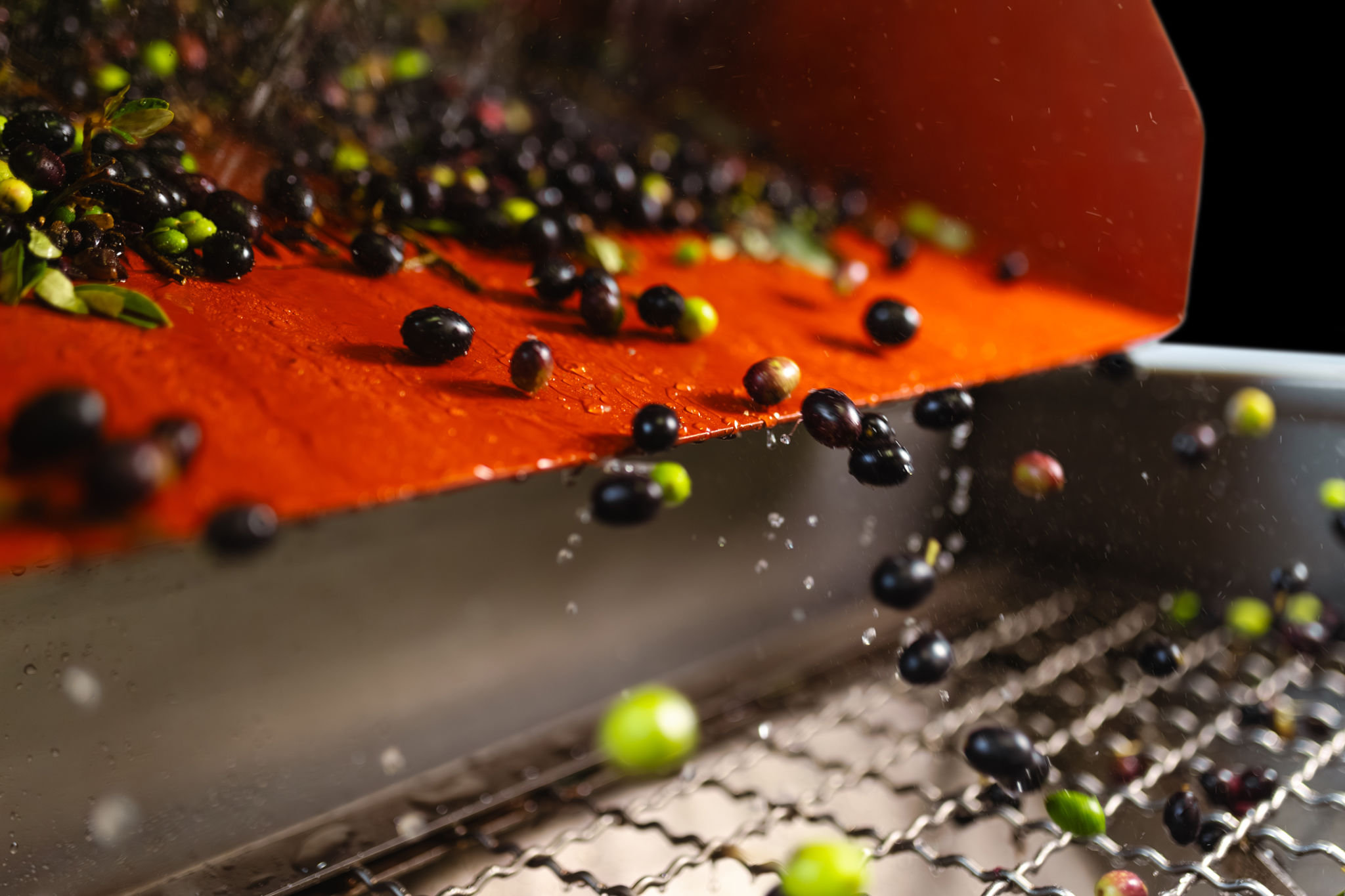 sustainable olive oil farming