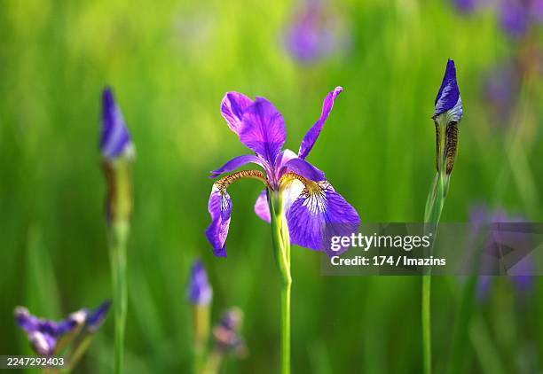 iris, iris - wild prairie rose stock pictures, royalty-free photos & images