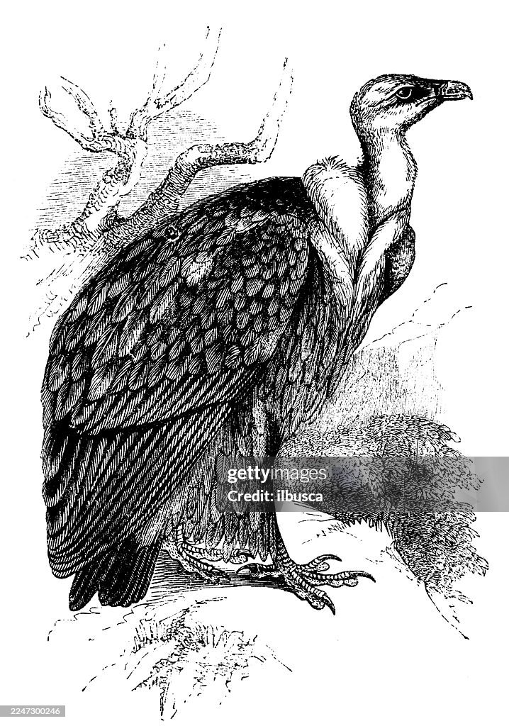 Griffon Vulture
