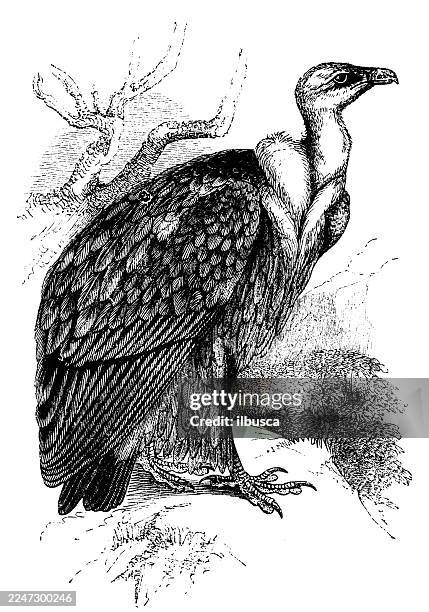 griffon vulture - eurasian griffon vulture stock illustrations