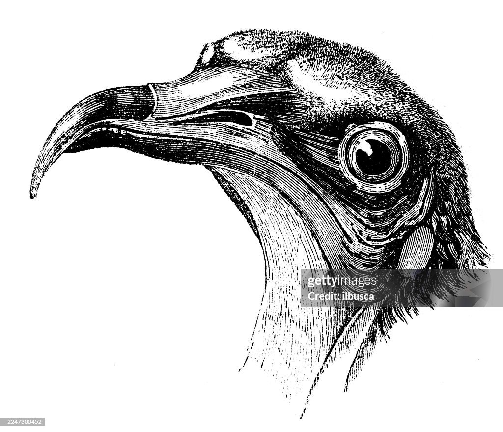 Egyptian Vulture