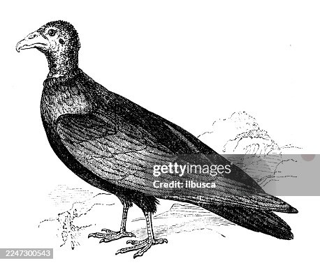Turkey Buzzard Turkey Buzzard