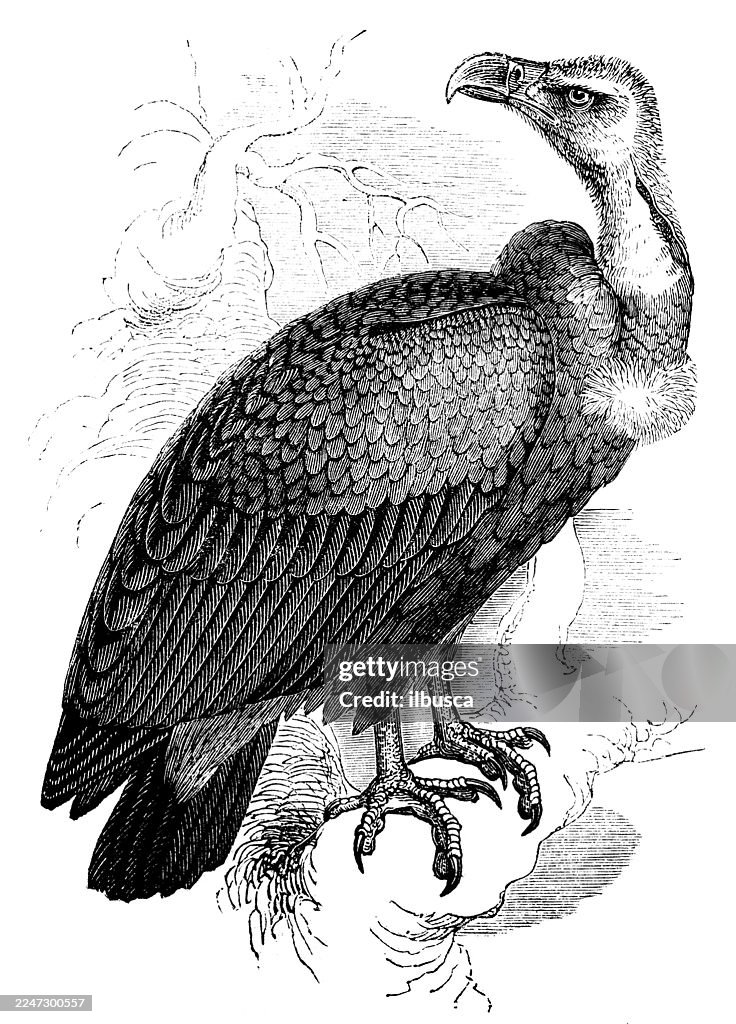 Pondicherry Vulture