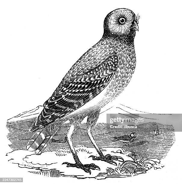 burrowing owl - burrowing owl stock illustrations