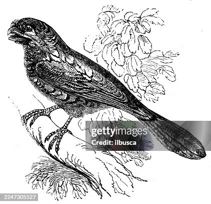 Javanese Podargus Javanese Podargus