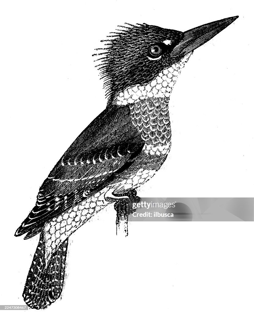 Belted Kingfisher
