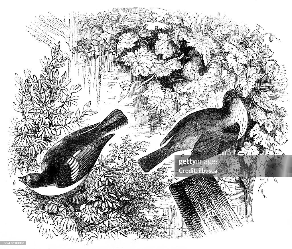 Spotted Flycatcher, Pied Flycatcher