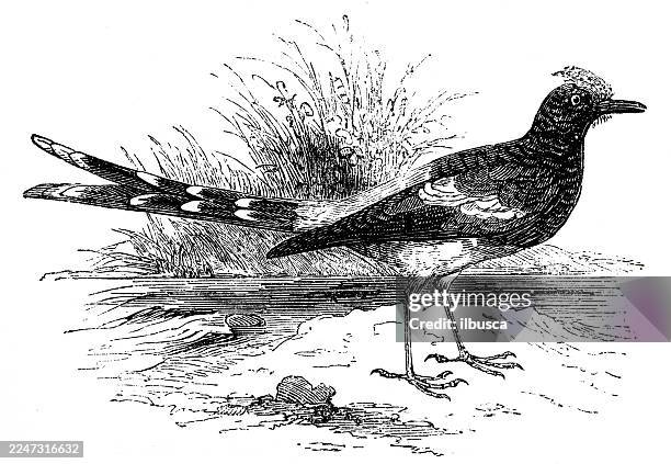 java forktail - fork tailed emerald hummingbird stock illustrations