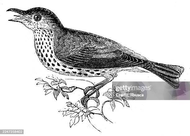 wood thrush - thrush stock illustrations