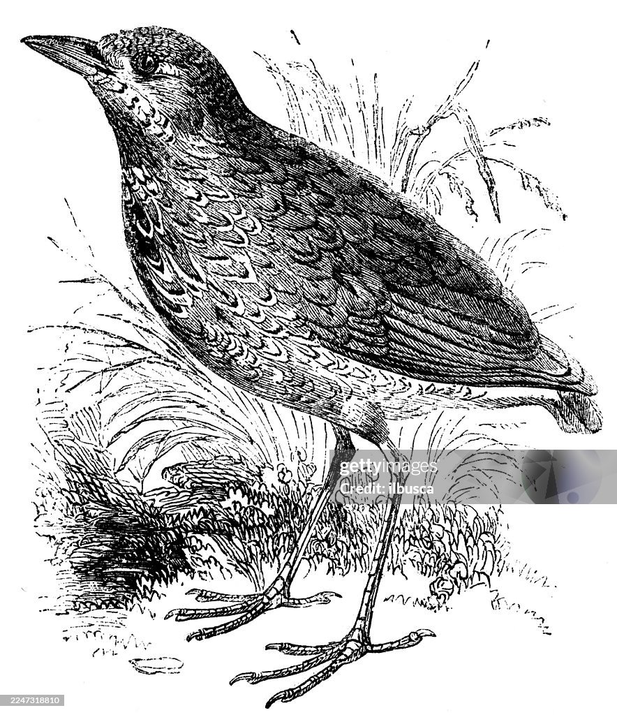 King Thrush