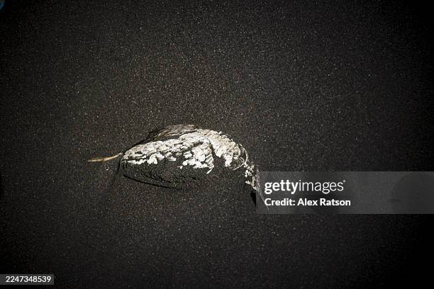 dead bird on black sand - dead animal stock pictures, royalty-free photos & images