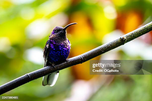 veilchen-sabrewing-kolibri, costa rica - mittelamerika stock-fotos und bilder