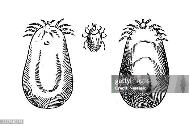 illustrations, cliparts, dessins animés et icônes de tique des bois commune (ixodes ricinus) - tique à pattes noires