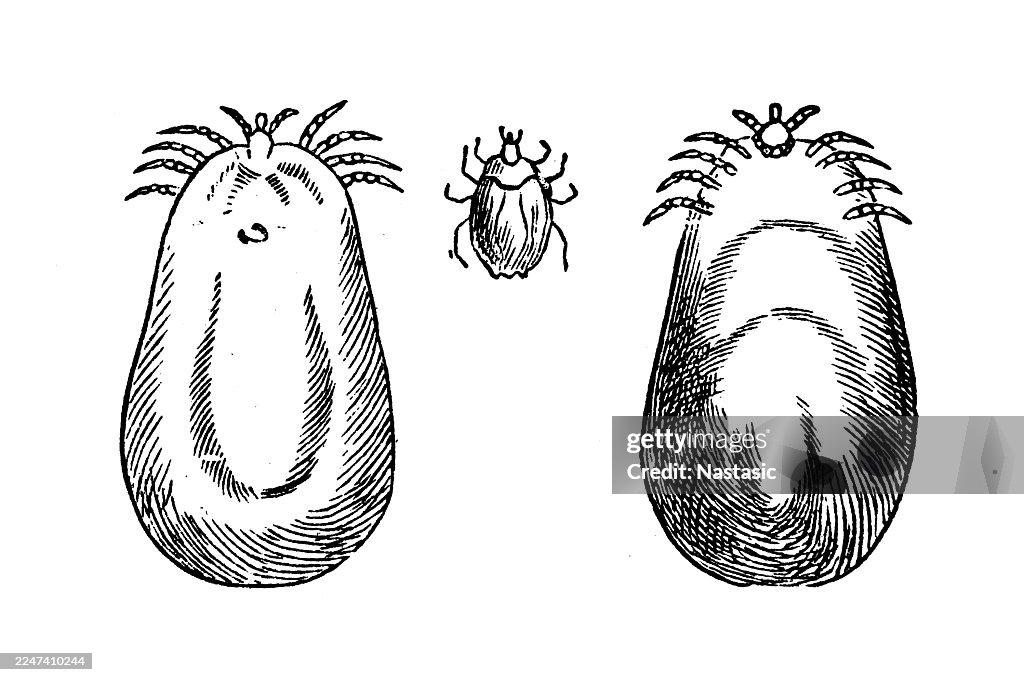 Common wood tick (Ixodes ricinus)