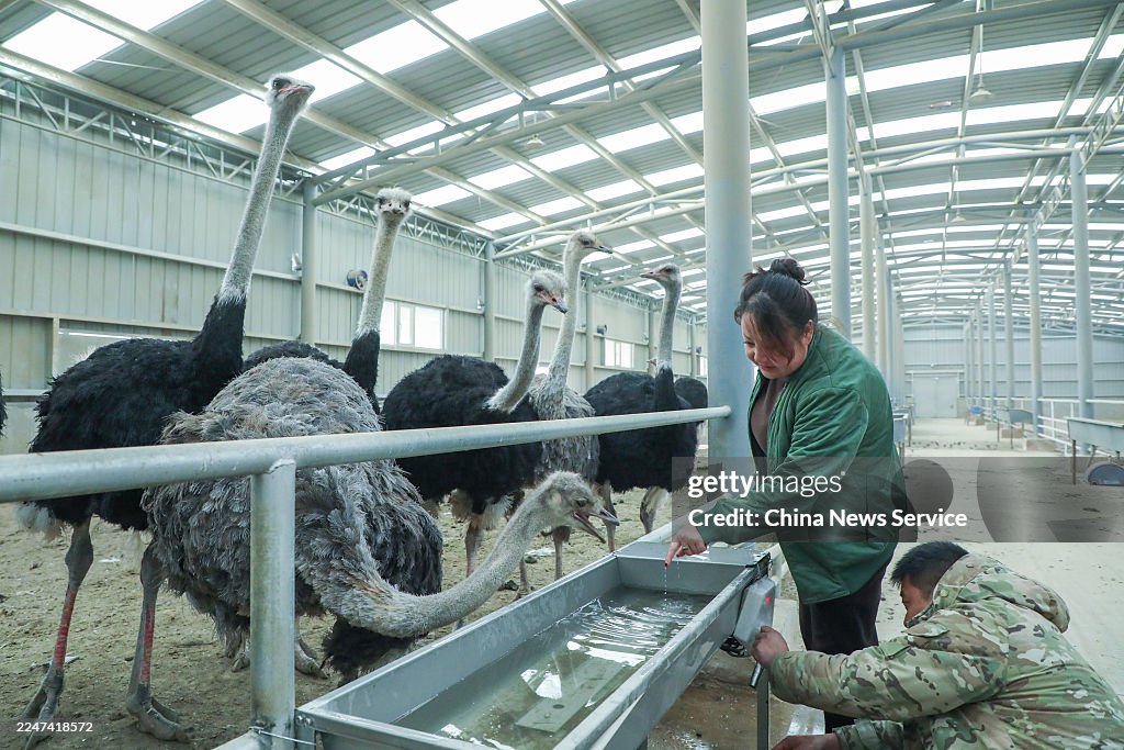 Ostrich Breeding Generates Income For Local People In Qinghai